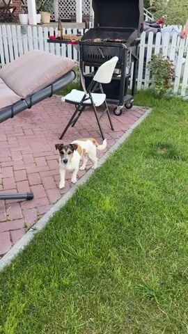 A Jack Russell Terrier dog is standing on a brick patio next to a grassy lawn. The dog is looking up towards the camera and appears to be about to jump. In the background, there is a barbecue grill, a folding chair, and a chaise lounge. There is also a white picket fence and some greenery.