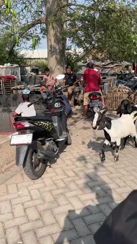 The video begins with a close-up of a black and white goat in a paved area. Several people are visible in the background, some sitting and others standing near a parked motorcycle. The scene appears to be an outdoor market or a gathering. The camera then pans to follow a herd of goats moving down a paved path. The goats are of various colors, including black, white, and brown. There are also several large, cage-like structures on the side of the path, possibly for transporting animals. More people are seen in the background, interacting with the goats or standing around. The environment is characterized by paved ground, buildings, trees, and a utility pole with wires. The overall impression is of an active, perhaps commercial, environment involving the movement and management of goats.
