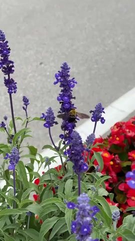 In a daytime close-up, a large, fuzzy black and yellow bee actively pollinates a cluster of vibrant purple flowers, likely Salvia. The bee can be seen flying between the tall, spike-like blooms, landing briefly on individual blossoms to collect nectar and pollen, and then moving to another flower. The purple flowers are set against a backdrop of green foliage, with hints of bright red flowers (possibly Begonias) visible on the right side of the frame. A gray, indistinct surface, possibly concrete or a road, forms the background. The scene appears calm, capturing a moment of natural activity in Buk-myeon, South Korea.