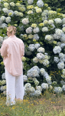 Morning hydrangea garden exploration in Santiago de Compostela