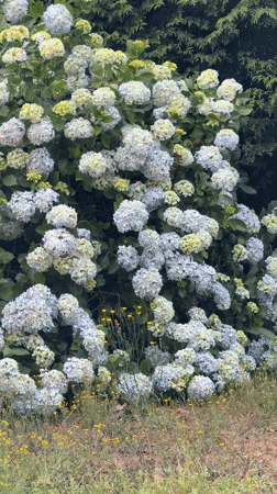 Morning hydrangea garden exploration in Santiago de Compostela