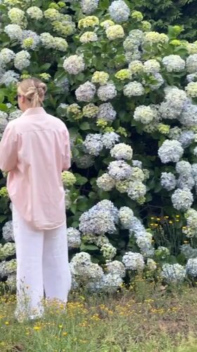 Morning hydrangea garden exploration in Santiago de Compostela