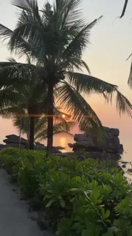 The video shows a tropical sunset scene. Palm trees frame a view of the ocean, with the sun setting over the water, creating a golden reflection on the sea. Rocks are visible along the shoreline. A low hedge of greenery runs along a walkway in the foreground. There are no people visible.