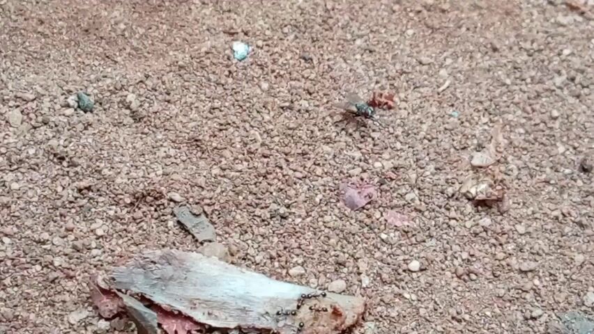 The video shows a close-up view of a piece of bone or meat lying on a surface covered in small, reddish-brown gravel. Several small black ants are clustered around the bone, and a green bottle fly has landed on it. The fly is stationary for the duration of the clip. The surface also has scattered small pieces of debris, including what looks like small pieces of red paper or fabric.