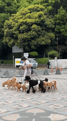 Dog walker, street performer active in early morning Shibuya