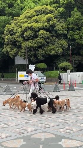 Dog walker, street performer active in early morning Shibuya