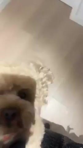 The video shows a small, light-brown dog, likely a poodle mix, standing on light-colored wooden flooring. The dog is barking aggressively and then runs away from the camera. A person is standing behind the camera, wearing blue jeans, brown sandals, and holding a black quilted purse. The camera angle is a downward-facing shot. The background is minimally visible but shows a plain white wall and a small black object, potentially a light switch or outlet. The sound of barking dominates the audio.