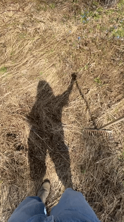 Person rakes dried grass in Malakhovka yard work session
