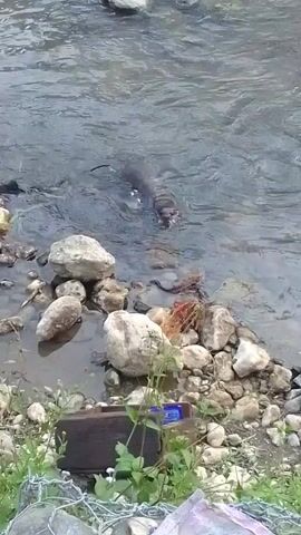 A shot of a riverbank with rocks and grass. A brown box is on the bank near some plants. In the water, an animal, possibly a large rodent or small mammal, swims near the shore. The animal briefly submerges and then reappears.