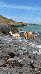 Leashed alpacas spotted wading in ocean waters at Irish beach