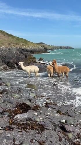 Leashed alpacas spotted wading in ocean waters at Irish beach