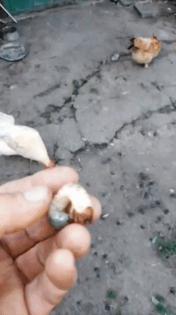 Summer morning in a Ukrainian backyard garden with chickens and insects