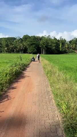 The video captures a serene rural scene in Thihagoda, Sri Lanka. A person wearing a white t-shirt and dark shorts, with a backpack, stands on a paved path. Beside them, a motorcycle is parked. The path is bordered by lush green rice fields on one side and a dirt road on the other, overgrown with wild vegetation. In the background, a dense forest of tropical trees, including palm trees, stretches across the horizon. The sky is a clear blue, dotted with fluffy white clouds, suggesting a pleasant day. The overall mood is peaceful and idyllic, conveying a sense of tranquility and natural beauty. The time of day appears to be morning or afternoon, given the bright sunlight casting shadows. There are no visible text elements in the video.