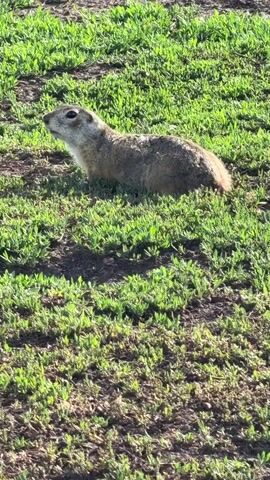 A prairie dog stands alert in a patch of green grass. The prairie dog is facing left and looking upwards. The ground around the prairie dog is a mix of grass and dirt. The lighting suggests it is daytime.