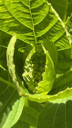 London resident captures close-up footage of blooming plants