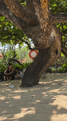 Squirrel spotted in trees at Indonesian beach locations