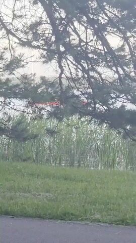 This media file captures a natural scene, likely in Daugavpils, Latvia, as suggested by the location context. The foreground features a grassy area, with a paved surface at the very bottom edge, hinting at a road or pathway. Dominating the middle ground is a dense growth of tall, green reeds or similar wetland vegetation, bordering a body of water that is partially obscured.

Overhanging the reeds and water are the branches and needles of a large pine tree. The branches create a natural, somewhat dark canopy that filters the light, suggesting an overcast or diffused lighting condition. Through the gaps in the foliage and reeds, a distant, horizontal band of red is visible, possibly indicating a man-made object like a vehicle or structure, or perhaps even a distant light source. The overall impression is one of a tranquil, natural environment, with the hint of human presence or infrastructure in the background.

The time of day appears to be either early morning or late afternoon, given the soft, diffused light. The weather seems calm, with no strong winds suggested by the static foliage. The scene evokes a sense of peacefulness and the quiet beauty of nature on the outskirts of a populated area. There is no visible text within the media file.