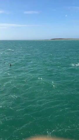 The video opens on a wide shot of choppy, turquoise ocean water under a bright blue sky with a few wispy clouds. In the distance, a sandy landmass is visible. Two birds, appearing to be pelicans, are flying low over the water. As the video progresses, the camera zooms in slightly on the birds, showing their brown and white plumage and outstretched wings as they fly in formation. The water continues to ripple and churn, with whitecaps visible in places. The camera angle is slightly downward, looking over the ocean.