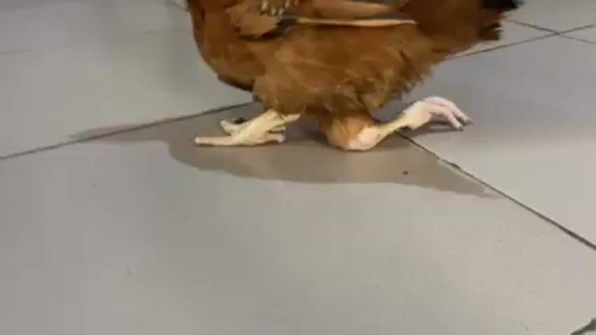 A brown chicken stands on a tiled floor. The chicken is facing slightly away from the camera, showing its legs and feet. A person wearing sandals walks in the background. The chicken stands still.