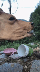 Cows tethered and grazing near a utility pole in Haini