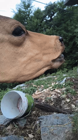 Cows tethered and grazing near a utility pole in Haini