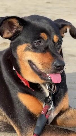 A close-up, eye-level shot shows a medium-sized dog with black and tan fur, lying down on a sandy surface. The dog is wearing a red collar and a leash attached to a metal ring on the collar. Its tongue is slightly out, and its mouth is open as if panting or smiling. The background is out of focus, appearing as a light-colored sandy area, suggesting an outdoor environment like a beach. The lighting is bright, casting subtle shadows.
