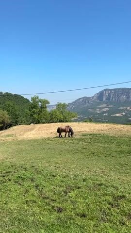The video shows a brown horse grazing in a grassy field. The field is mostly green with patches of dry grass. In the background, there are rolling hills covered with trees and a large mountain range under a clear blue sky. A power line runs across the frame from left to right. The horse is in the middle ground of the image, facing towards the right, with its head down grazing. The camera pans slightly to the right, revealing more of the landscape and the mountains. The overall impression is of a peaceful rural scene on a sunny day.