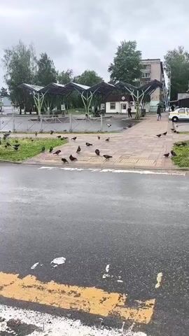 The video shows a wide shot of a street scene on a cloudy, wet day. A large flock of pigeons is gathered on a grassy median strip beside a wet asphalt road. The road has yellow and white pedestrian crossing markings. In the background, there are trees, a sidewalk with a covered seating area, buildings, and a few cars. People can be seen walking in the distance. The overall impression is of an urban environment experiencing rain.