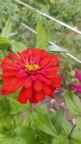 This media file shows a close-up, dynamic shot of bright red zinnia flowers blooming in a garden. The camera is positioned low, looking up at the flowers. The vibrant red petals and yellow centers of the zinnias are in sharp focus, while the background is blurred, creating a shallow depth of field. In the background, lush green leaves and stems are visible, suggesting a dense garden environment. There are also some thin, white horizontal structures that might be stakes or supports for plants. The lighting suggests it's daytime, possibly late morning or early afternoon, with bright, natural light illuminating the flowers. The overall mood is cheerful and natural, highlighting the beauty of the blooming flowers. There is no visible text in the media file. The scene is likely a garden in Кызыл-Булак, Kyrgyzstan, given the location context.