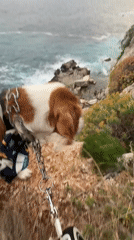 Dog walker enjoys clifftop stroll overlooking Adriatic in Montenegro