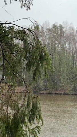 The video captures a serene natural landscape in Mishkino, Russia, under light snowfall. The scene features a mix of evergreen and deciduous trees bordering a body of water, possibly a river or lake.

The video opens with a close-up of a large pine tree trunk and its green branches, which are slightly swaying. Snowflakes are visible falling around the branches. The camera then pans horizontally to reveal a wider view of the water and the opposing bank.

On the far bank, a dense forest stands, characterized by numerous tall, slender birch trees with their distinctive white bark, mostly bare of leaves, indicating late autumn, winter, or early spring. Interspersed among the birches are darker, green conifers, likely spruce or fir trees.

The water surface is dark and calm, reflecting the overcast sky. Small ripples or disturbances on the water could be due to the falling snow or a gentle breeze. The sky is a uniform, light gray, suggesting an overcast day. The snowfall is continuous but light, with individual flakes visible against the darker background of the trees and water.

The overall atmosphere is quiet and tranquil, highlighting the natural beauty of a snowy forest landscape. No people or man-made structures are visible.