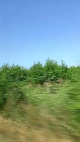 The video shows a blurry, side-view panorama of a landscape, likely from a moving vehicle. The scene is dominated by a clear blue sky and a band of green trees and vegetation that moves rapidly across the frame. In the distance, there appears to be a field of dry grass or crops. The visual effect suggests a journey through a rural or natural area during daytime.