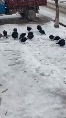 A flock of black turkeys forage in the snow-covered ground on a snowy day. The ground is partly covered with snow, and some patches of pavement are visible. A small red trailer is parked on the side of the street in the background, next to a bare tree. It is snowing steadily.