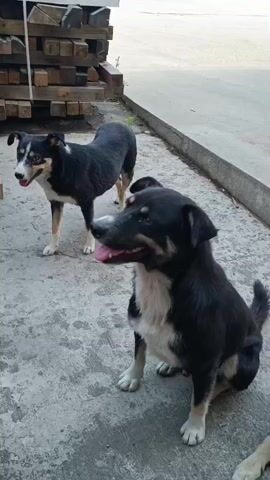 The video shows a group of stray dogs in Târgu Jiu, Romania. The dogs are of various breeds and sizes, and they are all lying down on a concrete surface. Some of the dogs are sleeping, while others are awake and alert. The scene appears to be set in an urban environment, with buildings and a road visible in the background. The weather appears to be clear and sunny, suggesting it is daytime. The dogs seem to be relaxed and unbothered by the camera. There is no visible text in the video.