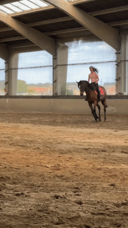 Brown horse trotting in a Belgian indoor riding arena