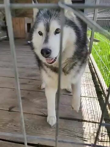 A husky dog stands behind a wire fence enclosure with its mouth open, looking to the side. The dog has gray and black fur on its back and white fur on its legs. The enclosure floor is wooden planks. A small wooden doghouse is in the background. Green grass is visible outside the enclosure. The footage appears to be taken outdoors.