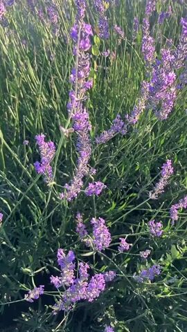 The video shows a close-up, eye-level view of lavender plants. The plants are lush with green stems and purple flowers. Sunlight filters through the plants, creating highlights and shadows. The focus is on the texture and color of the lavender.