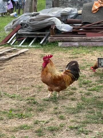 A reddish brown rooster with a black tail walks in a grassy and dirt area. To the rooster's left is a pile of metal objects and a tarp. The rooster flaps its wings and continues to walk. Another chicken is slightly out of focus near a utility box on the right side of the video.