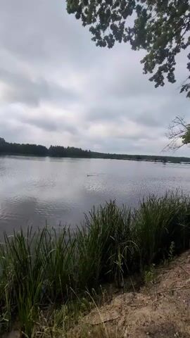 A dog swims across a body of water. The dog is a medium-sized dog with short, brown fur. It is swimming in a forward direction, with its head above the water. The water is calm and dark, with ripples spreading out from the dog. In the background, there is a line of trees. The sky is cloudy and overcast. The foreground shows tall grass and a dirt bank.