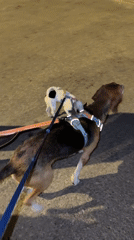 Two dogs walked on leashes in Petah Tikva