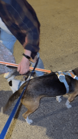Two dogs walked on leashes in Petah Tikva