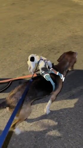Two dogs walked on leashes in Petah Tikva