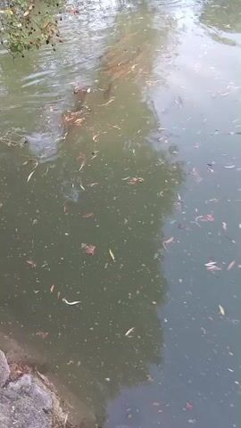 The video shows a body of water, likely a pond or lake, with fallen leaves floating on the surface. The water is murky and green, with reflections of trees and the sky. There are some branches and foliage hanging over the water from the left side of the frame. The ground in the lower left corner appears to be rocky or made of rough stones. The overall scene suggests an outdoor setting in a natural environment. The lighting and reflections indicate it is daytime, possibly late afternoon or early evening given the softer light. There is no visible text in the video. The activity appears to be a static shot of the pond, with the water showing subtle movement from ripples and the movement of the leaves. No people or specific objects other than natural elements are identifiable. The general mood is peaceful and natural, though the murky water could imply a lack of upkeep or natural decay.