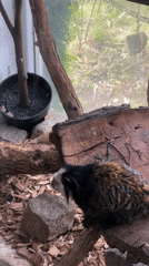 Zoo visitor documents monkey and rhino at Sofia Zoo