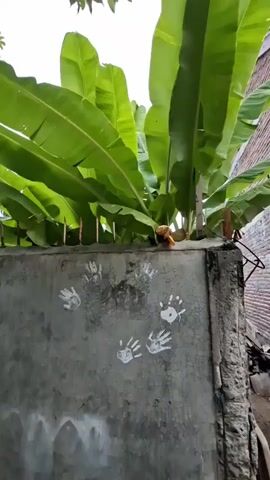 The video pans upwards from a concrete wall adorned with several white handprints to a cluster of large, vibrant green banana leaves. A portion of a brick structure is visible on the right. On top of the wall, partially obscured by the leaves, is a piece of food, possibly a banana, with some lighter colored material wrapped around it.