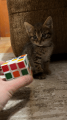 Tabby kitten spotted in home setting during evening hours