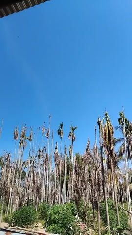 The video shows a landscape with tall, slender trees, likely palm trees, with dry, drooping fronds. The trees are densely packed together, creating a wall of vegetation. The ground is covered with dirt and some low-lying green bushes. The sky is a clear, bright blue with no clouds. There is a corrugated metal roof visible in the foreground at the top left of the frame, suggesting a structure or shelter. In the bottom foreground, there are some wooden planks and what appears to be a cement well or structure. The overall impression is of a rural or tropical environment under a clear, sunny sky.