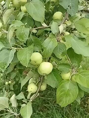 A close-up video shows a branch of an apple tree laden with green apples. The apples are unripe, with some showing small imperfections like dark spots. The leaves are a vibrant green, some appearing slightly wet, suggesting recent rain or dew. The background consists of more foliage and a hint of green grass, indicating an outdoor orchard or garden setting. The camera slowly zooms in on the apples, focusing on their texture and growth. There are no people or animals visible in the video. The lighting appears natural, possibly overcast or shaded, as there are no harsh shadows.