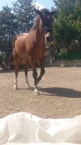 A bay horse stands in a dusty outdoor enclosure. The horse is facing the camera, looking slightly to its left. The enclosure has a dirt floor and is surrounded by trees and a fence. A white object is in the foreground, obscuring the bottom of the frame. The lighting suggests it is daytime.