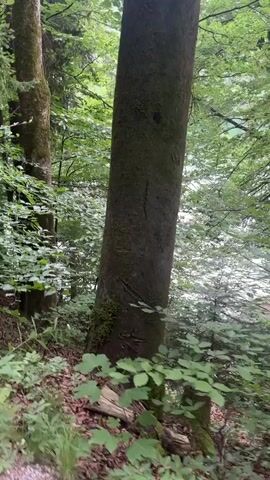 The video shows a first-person perspective of walking on a forest path. The path is made of dirt and gravel and is bordered by lush green vegetation on both sides. Tall trees with mossy trunks dominate the scene, their leaves forming a dense canopy overhead, creating dappled sunlight on the forest floor. In the background, through the trees, a body of water, possibly a lake or river, is visible, reflecting the light and appearing somewhat blurred. The camera moves forward along the path, offering glimpses of the forest's depth and textures. No people or animals are visible in the video. The overall environment suggests a tranquil, natural setting.
